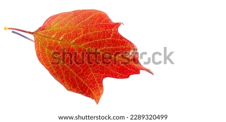 Autumn leaves on a white background. Autumn is old; Dry leaves flew around; He collected the gold And now he's dying...Old age, start sighing