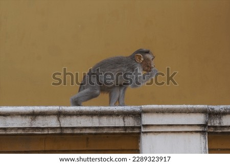 In Thanjavur, Tamil Nadu
I took pictures of a macaque cap on May 23, 2021.his step into the wall.