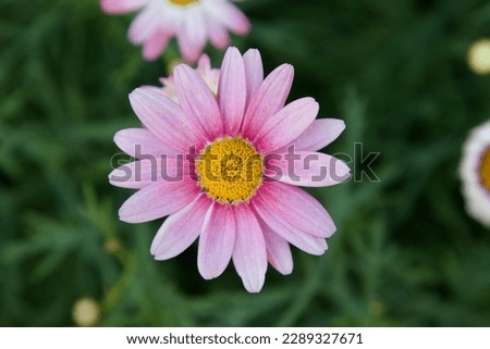 Daisy flower looks beautiful in my garden