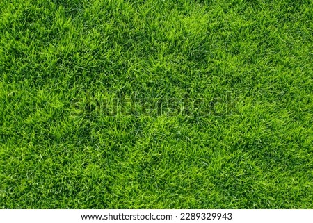 Grass, park field texture green Royalty-Free Stock Photo #2289329943