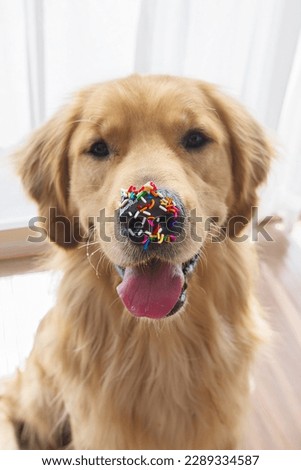 Golden retriever with sprinkles on his nose