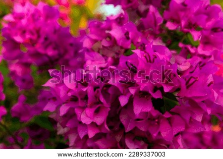 Bougainvillea is a genus of thorny ornamental vines bushes and trees belonging