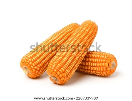Dried corn cobs isolated on white background. Clipping path. Royalty-Free Stock Photo #2289339989