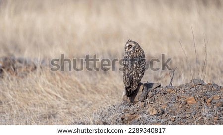 The short-eared owl (Asio flammeus)