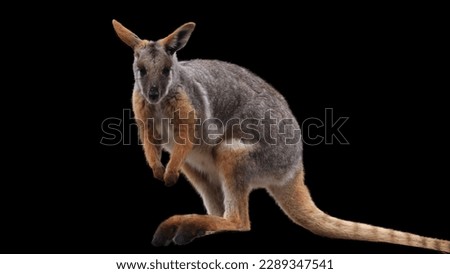 Yellow-footed rock-wallaby, kangaroo, wallaby standing against black background.