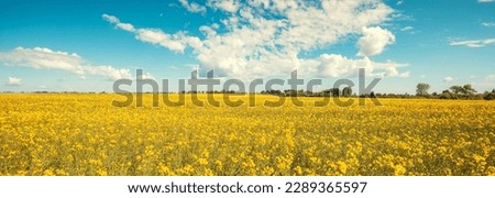 Blossoming rapeseed field with beautiful sky in spring Royalty-Free Stock Photo #2289365597