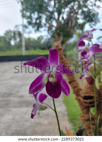 Beautiful pink dendrobium orchid flowers on a garden background and hanging on a tree branch
