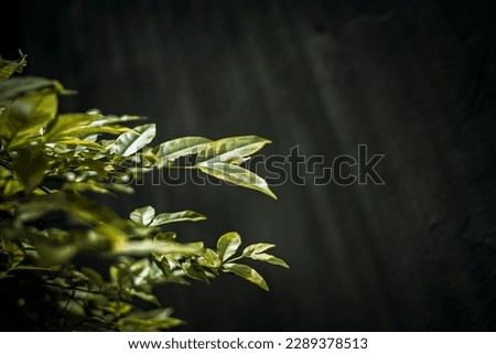Green leaves in the backyard, close up - stock photo