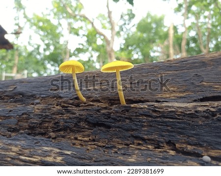 Family of yellow sulfur tuft mushrooms Royalty-Free Stock Photo #2289381699