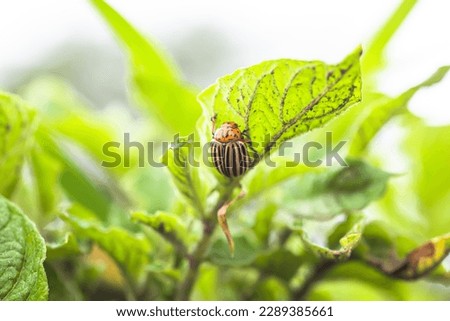 Colorado beetle, Leptinotarsa decemlineata on potato leaves before laying eggs. A harmful insect destroying crops. Natural agriculture without nitrates. Royalty-Free Stock Photo #2289385661