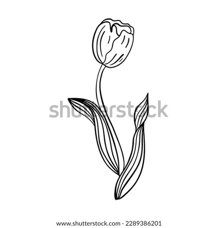 Tulip flower line art. Minimalist outline drawing. Single line drawing. Vector isolated floral elements.