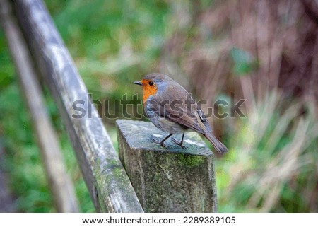 Mockingbird on the roadside, taken in Northern Ireland Giant's Causeway