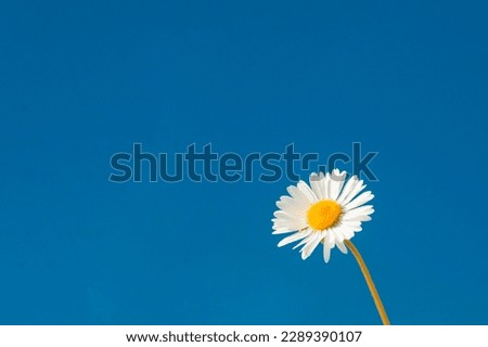 daisy against blue bright sky