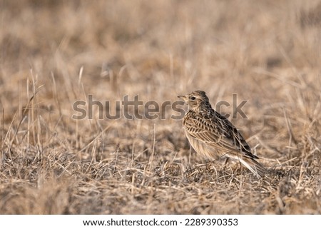 Eurasian skylark (Alauda arvensis) standing and camouflaged in the middle of a dried field early in the morning of spring in Finland Royalty-Free Stock Photo #2289390353