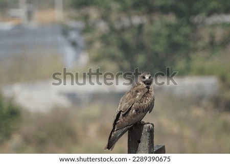 In Bangalore, Karnataka.
I captured pictures of the Falcon (Black kite) on April 8, 2023. 
Expecting to hunt for her own food.