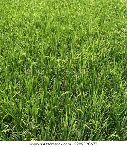 The picture shown the field of grain rice with long green leaf and yellow grain.
