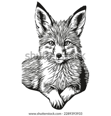 Realistic fox vector, hand drawn animal illustration fox cub
