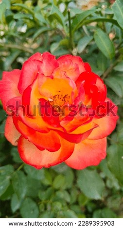 Morning image of floribunda rose with green blur background.