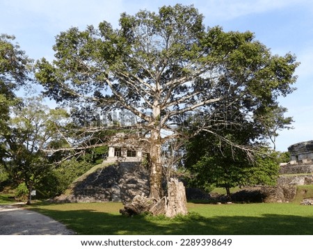 Palenque, Mexico - February 2023: Picture showing the stunning nature around Palenque in Mexico