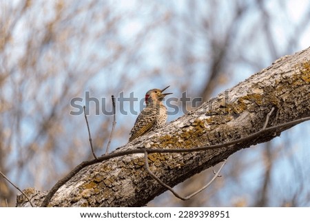 The northern flicker (Colaptes auratus) calling in the spring during breeding time. It is native to most of North America ,  is one of the few woodpecker species that migrate.