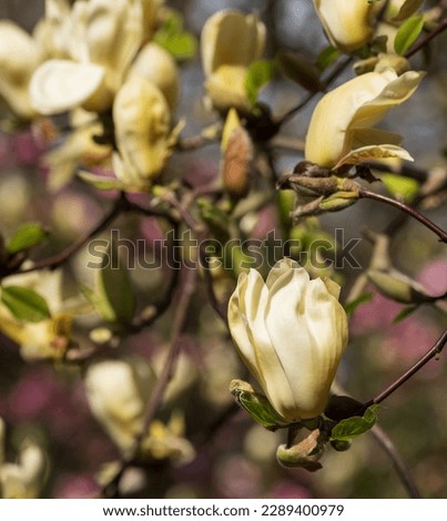 Close up of the stunning yellow flowers of the rare Yellow Fever magnolia tree, photographed in the Wisley garden, Surrey UK.