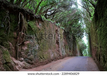 Old road to Mirador Pico del Ingles, Anaga Rural Park, Tenerife, Canary Islands, Spain Royalty-Free Stock Photo #2289406829