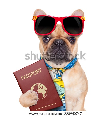 fawn bulldog with passport immigrating or ready for a vacation , isolated on white background