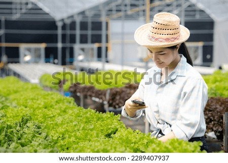 Woman using phone to take pictures of hydroponics vegetables, grows wholesale hydroponic vegetables in restaurants and supermarkets, organic vegetables. growing vegetables in hydroponics concept.