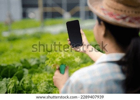 Woman doing live recommendation of growing hydroponics vegetables on social media, grows wholesale hydroponic vegetables in restaurants and supermarkets, organic vegetables.