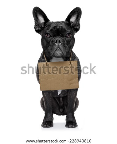 lost,homeless  dog with cardboard hanging around neck, isolated on white background