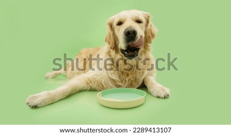 portrait hungry puppy dog licking its nose with tongue next to a bowl. Isolated on green background Royalty-Free Stock Photo #2289413107