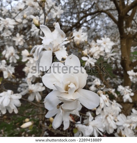White magnolia tree flowers. Magnolia sprengeri variety diva × loebneri Encore, elegant magnolia flowers 