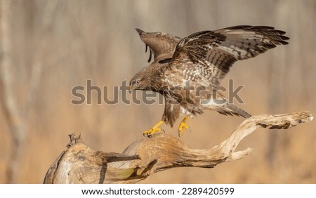 Common Buzzard in early spring at a wet forest Royalty-Free Stock Photo #2289420599