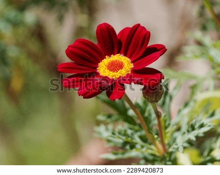 red daisy flower. red daisy flower with blur background