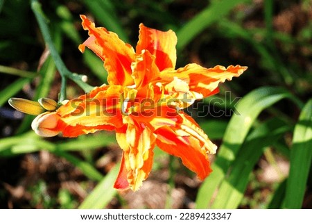 Yellow and orange double daylily flower Royalty-Free Stock Photo #2289423347