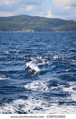 Dolphins jumping from the waves in the Aegean Sea, Grece Sea cruise on greek islands,  with dolphins following the tourist boat. 