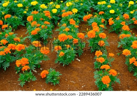 Landscape Photo. Scenic photo of a flower garden view at an amusement park in the Jatinagor area - Indonesia