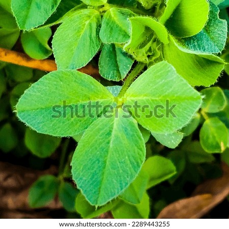 Clover leaves in early spring. Latin name Trifolium L. An important agricultural crop. Honey plant.