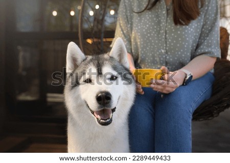 siberian husky dog portrait in the urban city centre 
in cafe with cup of coffee and owner