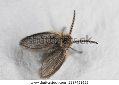 Mothflies, owl midges, sewage farm flies, called also waltzing midges (Psychodidae) on a white wall.