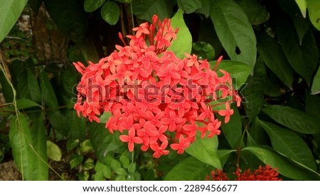 Ixora coccinea is a species of flowering plant in the Rubiaceae family. It is a common flowering shrub that is native to South India