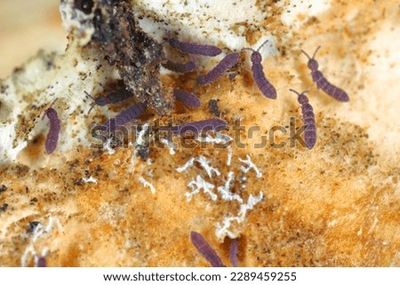 Tiny , purple Springtails Collembola, genus Vertagopus on the fruiting body of the mushroom.