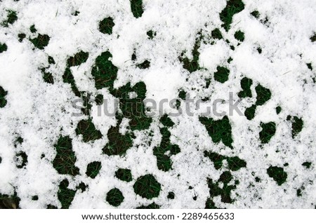 Green grass under snow background. Selective focus.