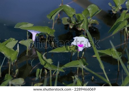 Ancient people used to say that when the morning glory begins to bloom That means the end of the rainy season and the beginning of winter. It was such a delicate observation. more than that There is s