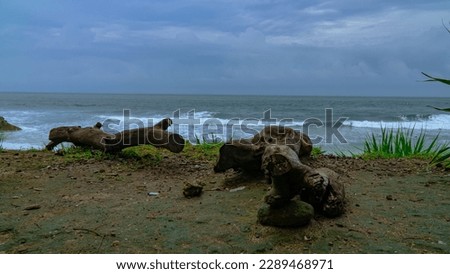 A beach with a fallen tree trunk