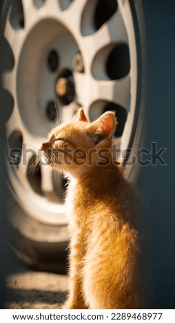 Little kitten sitting near the car wheel in sunlight. Portrait of stray dirty cat outdoors