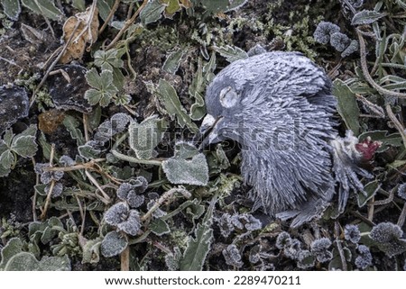 The severed head of a dove on the cold grass covered with hoarfrost