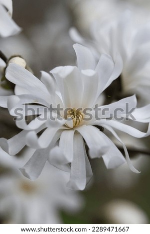 single white magnolia blossom close-up