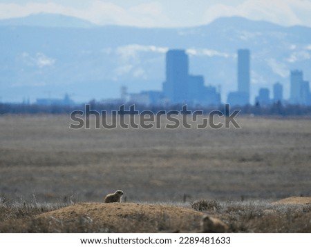 prairie dogs in front of denver skyline