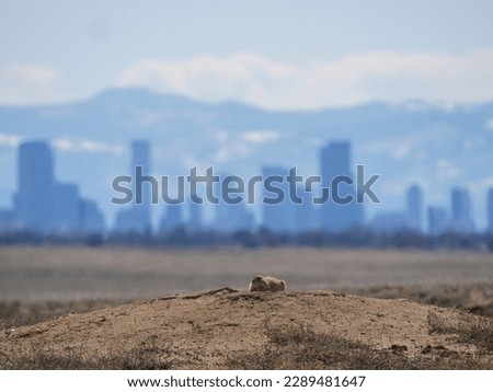 prairie dogs in front of denver skyline
